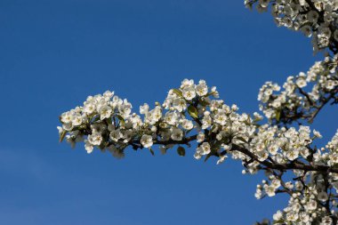 Elma (Pyrus) ilk yabani Erik bahar çiçek tomurcukları.