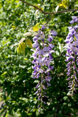 Bahar leylak renkli wisteria çiçek.