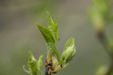 Jöle kirazı (Prunus padus) parkta tomurcuklanır.