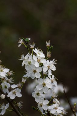 Erkeçsakalı (alanlara nipponica) erken baharda Park.