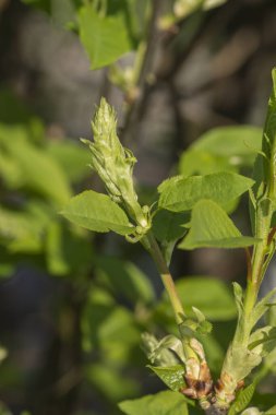 Jöle kirazı (Prunus padus) parkta tomurcuklanır.