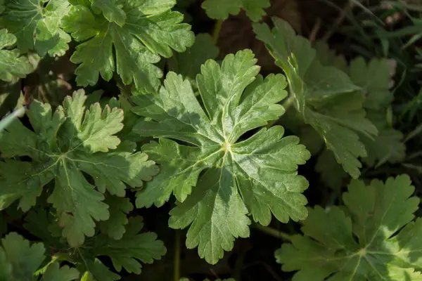 Erodium cicutarium ortak ot iyileşme alanları.