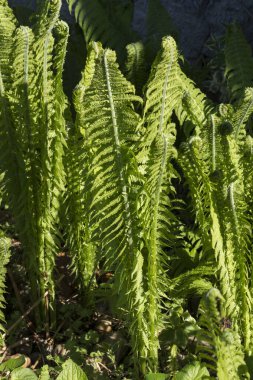 Orman eğreltiotu (Dryopteris filix-mas) açıklıkta hızla gelişir ..