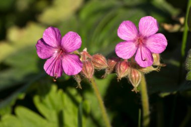 Kokulu leylek burnu (geranium makro hizum) baharda bahçede çiçek açar..