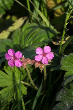 Kokulu leylek burnu (geranium makro hizum) baharda bahçede çiçek açar..