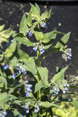 Siyah itüzümü (Symphytum officinale) bahardan itibaren sürekli çiçek açar..