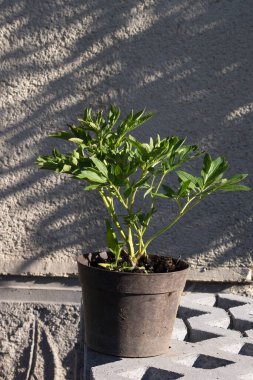 Şakayık (Paeonia) çiçek tomurcukları açmadan önce.