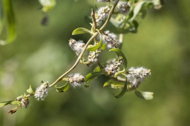 Sarkık söğüt (Salix erythroflexuosa) baharda yeni yapraklar yetiştirir.,