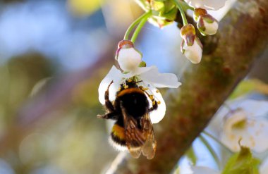 Almanya 'daki Sylt Adası' nın Güzel İzlenimleri