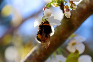 Almanya 'daki Sylt Adası' nın Güzel İzlenimleri