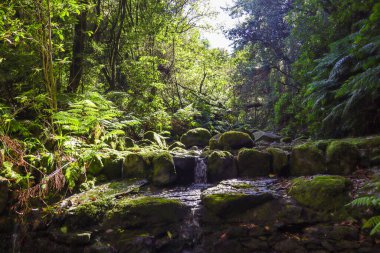 Portekiz 'deki Madeira adasının güzel taklitleri.