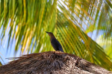 Beautiful Impressions of Yucatan in Mexico