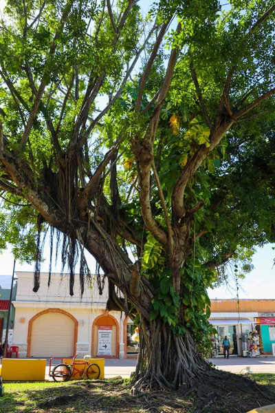 Beautiful Impressions Yucatan Mexico — Stock Photo, Image