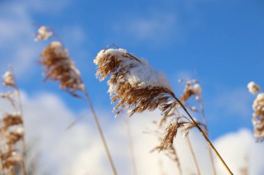 Sylt 'in kışın karlı güzel taklitleri