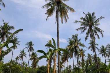 Endonezya 'nın güzelliğini keşfedin.