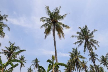 Endonezya 'nın güzelliğini keşfedin.