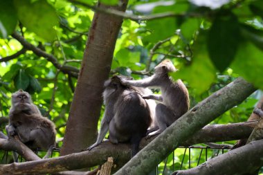 Endonezya 'nın güzelliğini keşfedin.