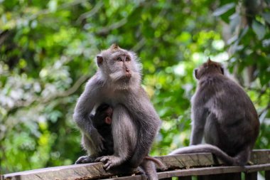 Endonezya 'nın güzelliğini keşfedin.