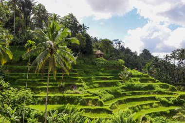 Endonezya 'nın güzelliğini keşfedin.