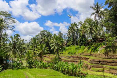 Endonezya 'nın güzelliğini keşfedin.