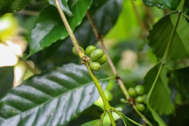 Endonezya 'nın güzelliğini keşfedin.