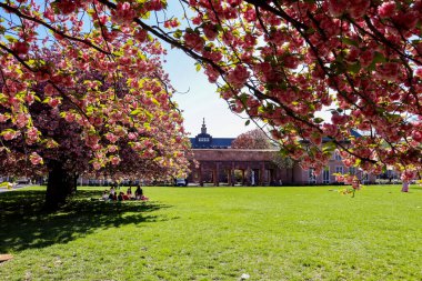 Johannisplatz, Leipzig 'deki GRASSI Müzesi' nin önünde çiçek açan kiraz çiçeklerinin büyüleyici güzelliğini tecrübe edin. Bu büyüleyici görüntüler ziyaretçileri ve yerlileri buraya çeken canlı pembe çiçekleri sergiliyor.