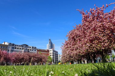 Johannisplatz, Leipzig 'deki GRASSI Müzesi' nin önünde çiçek açan kiraz çiçeklerinin büyüleyici güzelliğini tecrübe edin. Bu büyüleyici görüntüler ziyaretçileri ve yerlileri buraya çeken canlı pembe çiçekleri sergiliyor.