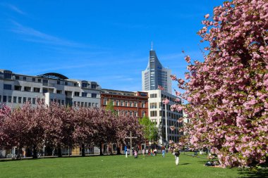 Johannisplatz, Leipzig 'deki GRASSI Müzesi' nin önünde çiçek açan kiraz çiçeklerinin büyüleyici güzelliğini tecrübe edin. Bu büyüleyici görüntüler ziyaretçileri ve yerlileri buraya çeken canlı pembe çiçekleri sergiliyor.