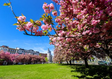 Johannisplatz, Leipzig 'deki GRASSI Müzesi' nin önünde çiçek açan kiraz çiçeklerinin büyüleyici güzelliğini tecrübe edin. Bu büyüleyici görüntüler ziyaretçileri ve yerlileri buraya çeken canlı pembe çiçekleri sergiliyor.