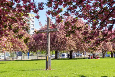 Johannisplatz, Leipzig 'deki GRASSI Müzesi' nin önünde çiçek açan kiraz çiçeklerinin büyüleyici güzelliğini tecrübe edin. Bu büyüleyici görüntüler ziyaretçileri ve yerlileri buraya çeken canlı pembe çiçekleri sergiliyor.