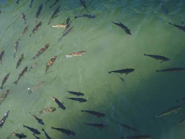 Alabalıklar alabalıklar, güneş ışığıyla