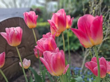 İlkbaharda açan pembe laleler