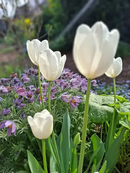 Baharda açan beyaz lale