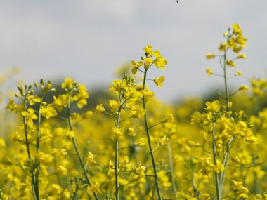 İlkbaharda, dışarıda tecavüz tarlası