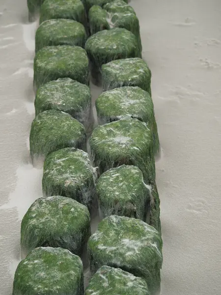 Kumun derinliklerinde yosun tutan bir dalga yakalayıcı