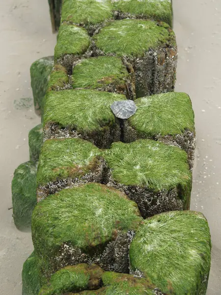 Dalgakıran - Isaland Amrum 'dan kumsalda kasık yosunları