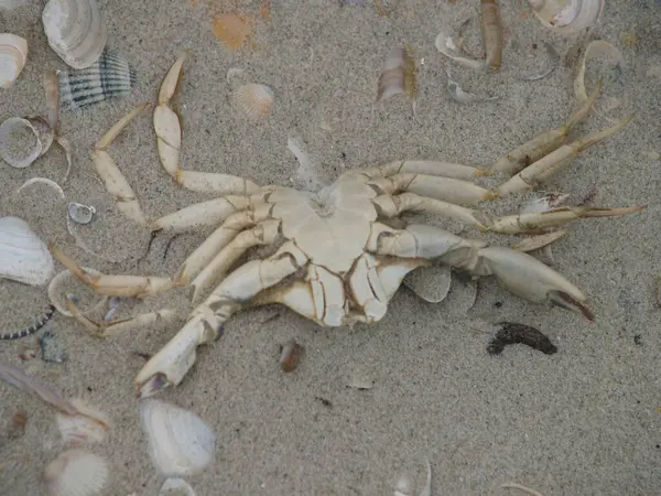 Almanya 'nın kuzeyindeki Amrum adasında fırtına üstüne fırtına.