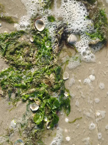 Sel sonrası plajda algalar