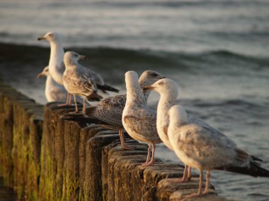 Gün batımında martılar bir dalga kırıcıda