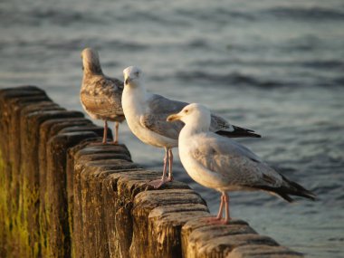 Gün batımında martılar bir dalga kırıcıda