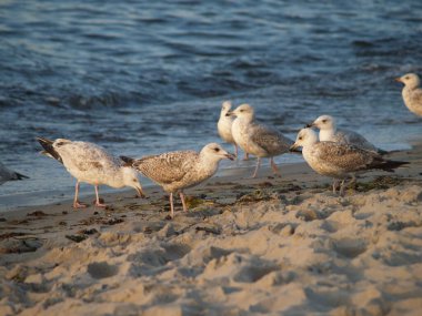 Gün batımında martılar bir dalga kırıcıda