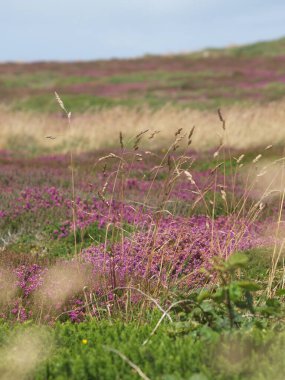 Birleşik krallıktaki Heathland manzarası