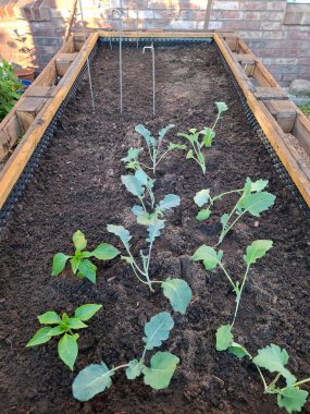 Basamaklara yükseltilmiş bir yatak yap, 5. Sebze ekin.