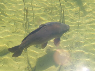 Ferchensea 'de sazan balığı, bavyera 