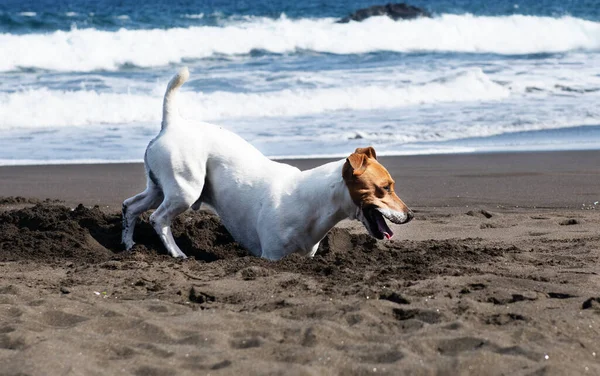 Young jack russell terrier dog playing near the sea. Portrait of nice  jack russell terrier dog. Playful doggy.
