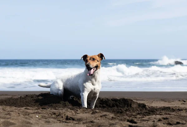Giovane Jack Russell Terrier Cane Che Gioca Vicino Mare Ritratto — Foto Stock
