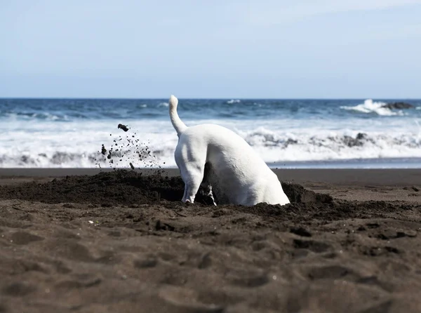 Cane Bianco Che Gioca Vicino Mare Cagnolino Bianco Che Scava — Foto Stock