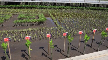 Ngurah Rai Tahura mangrove area, meeting place for state leaders at the G20 Summit Bali 8 December 2022