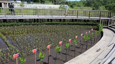 Ngurah Rai Tahura mangrove area, meeting place for state leaders at the G20 Summit Bali 8 December 2022