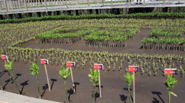 Ngurah Rai Tahura mangrove area, meeting place for state leaders at the G20 Summit Bali 8 December 2022